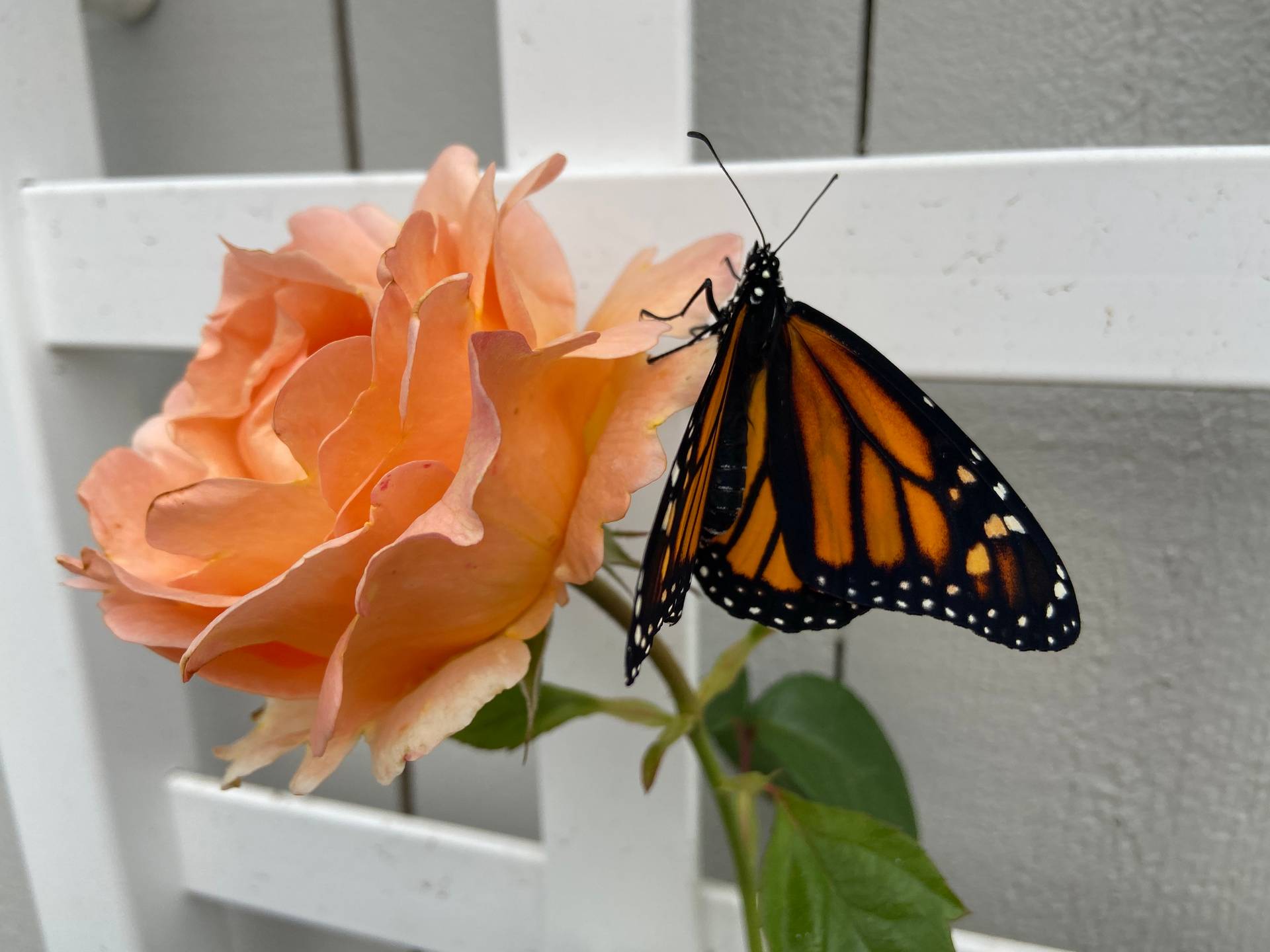 rose-and-butterfly